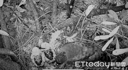▲▲鳳頭蒼鷹「小南」的一隻寶寶不幸去世，剩下腫寶。（圖／粉專「台灣猛禽研究會 Raptor Research Group of Taiwan」提供，請勿隨意翻拍，以免侵權。）