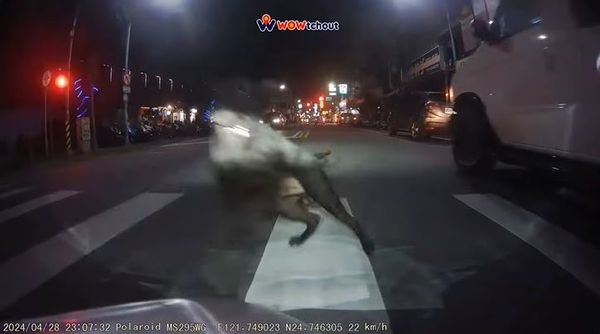 路邊違停車輛突然跳出一隻狗。（圖／翻攝自YouTube／WoWtchout-地圖型行車影像分享平台）