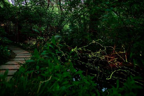 ▲大安森林公園在復育後迎來螢火蟲現身，螢火蟲季至5月5日結束。（圖／公園處提供）