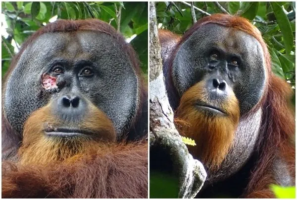 ▲▼印尼一隻蘇門答臘猩猩Rakus懂得用草藥治療傷口。（圖／路透）