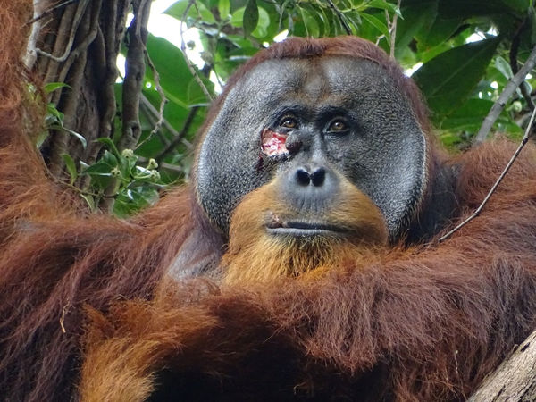 ▲▼印尼一隻蘇門答臘猩猩Rakus懂得用草藥治療傷口。（圖／路透）