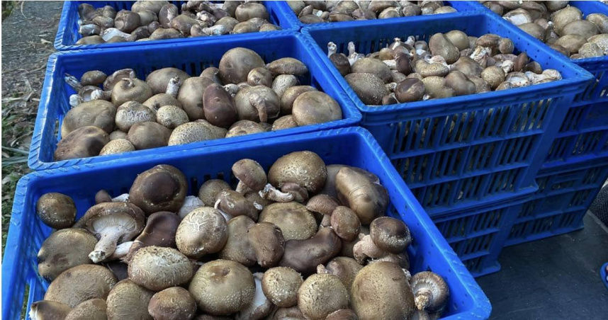 產量剩一半！台灣恐陷「香菇荒危機」衝擊菇農生計