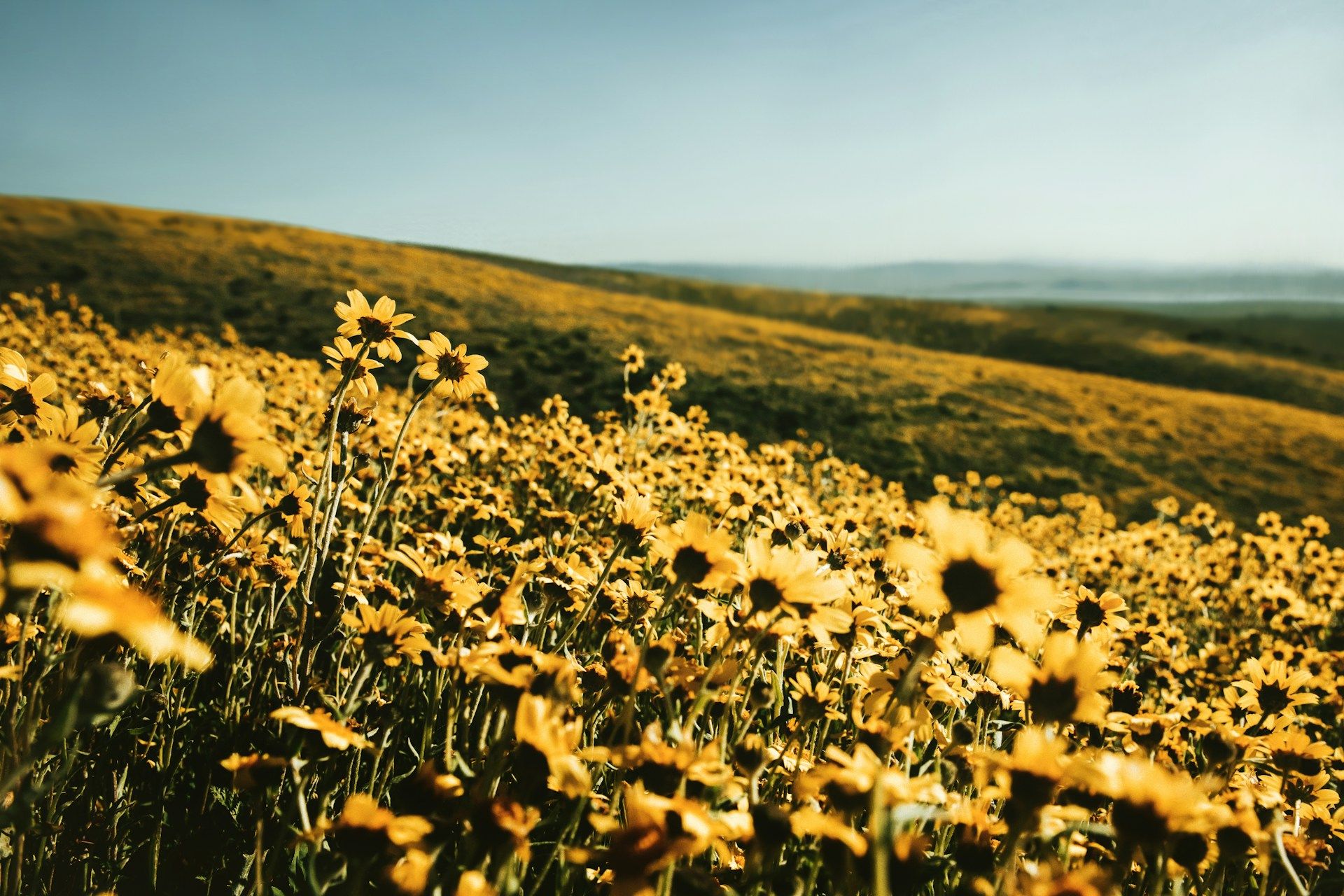 ▲立夏節氣    。（圖／翻攝自圖庫unsplash）