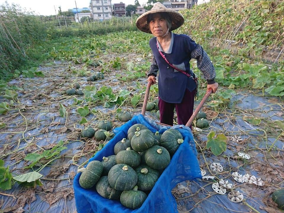 ▲新北淡水熱門拍照景點 9座5色南瓜隧道超吸睛。（圖／新北市農業局提供）