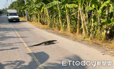 泰國驚見「2公尺巨蜥」吐舌過馬路　目擊者笑：每天上下班會遇到