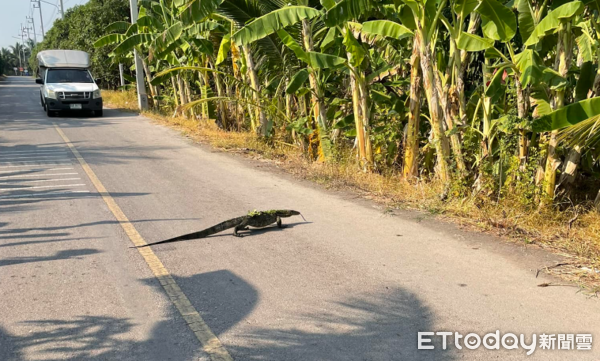 ▲泰國路上驚見「2公尺大蜥蜴」　目擊者笑：每天上下班都會看到（圖／網友小強提供，請勿隨意翻拍，以免侵權。）