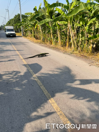 ▲泰國路上驚見「2公尺大蜥蜴」　目擊者笑：每天上下班都會看到（圖／網友小強提供，請勿隨意翻拍，以免侵權。）