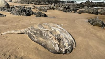澳海邊詭出現2.7m「巨型翻車魚屍」！惡臭沖天　大批民眾搶合照