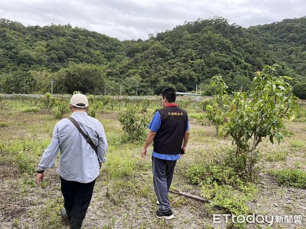 ▲▼花蓮縣政府組勘災小組現勘卓溪鄉及玉里鎮改良種芒果受災情形。（圖／花蓮縣政府提供，下同）