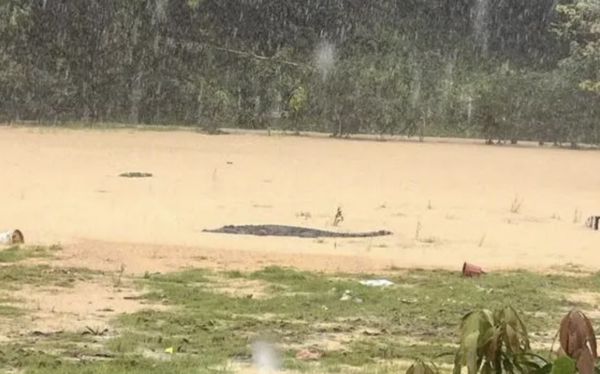 ▲▼廣東暴雨「4條鱷魚逃出來」　官方警告居民：不要外出！。（圖／翻攝CCTV）