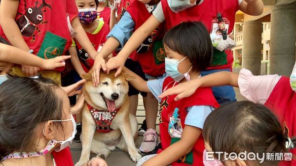 ▲安溪國中已逝校犬「可樂」登畢冊封面。（圖／新北市安溪國中提供）