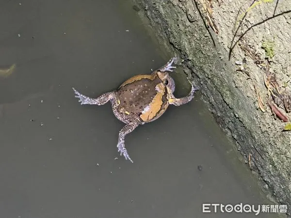 ▲▼外來入侵種亞洲錦蛙很會躲、不好移除。（圖／徐紹唐提供）