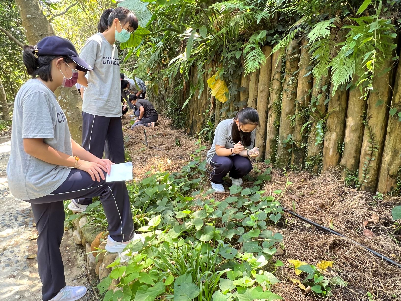 ▲新北螢火蟲季最盛期 文山農場熱門賞螢秘境。（圖／新北市農業局提供）