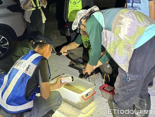 ▲防治團隊於鳥嘴潭區一夜間捕獲上萬隻海蟾蜍。（圖／水利署中水分署鳥嘴潭湖區工務所提供）