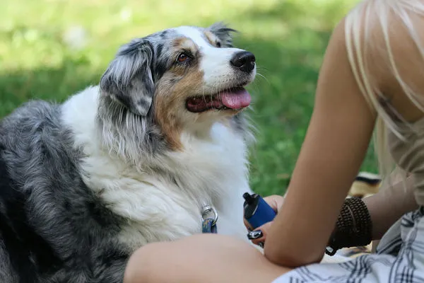 ▲▼狗狗,澳洲牧羊犬,飼主,主人,。（圖／VCG）