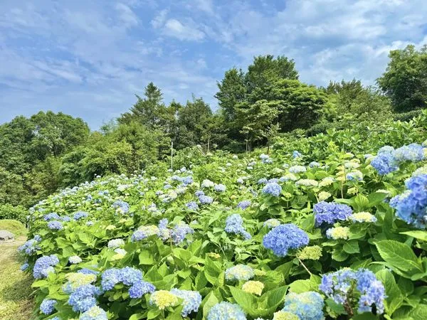 ▲高家繡球花田5/4花況。（圖／翻攝自Facebook／高家繡球花田）