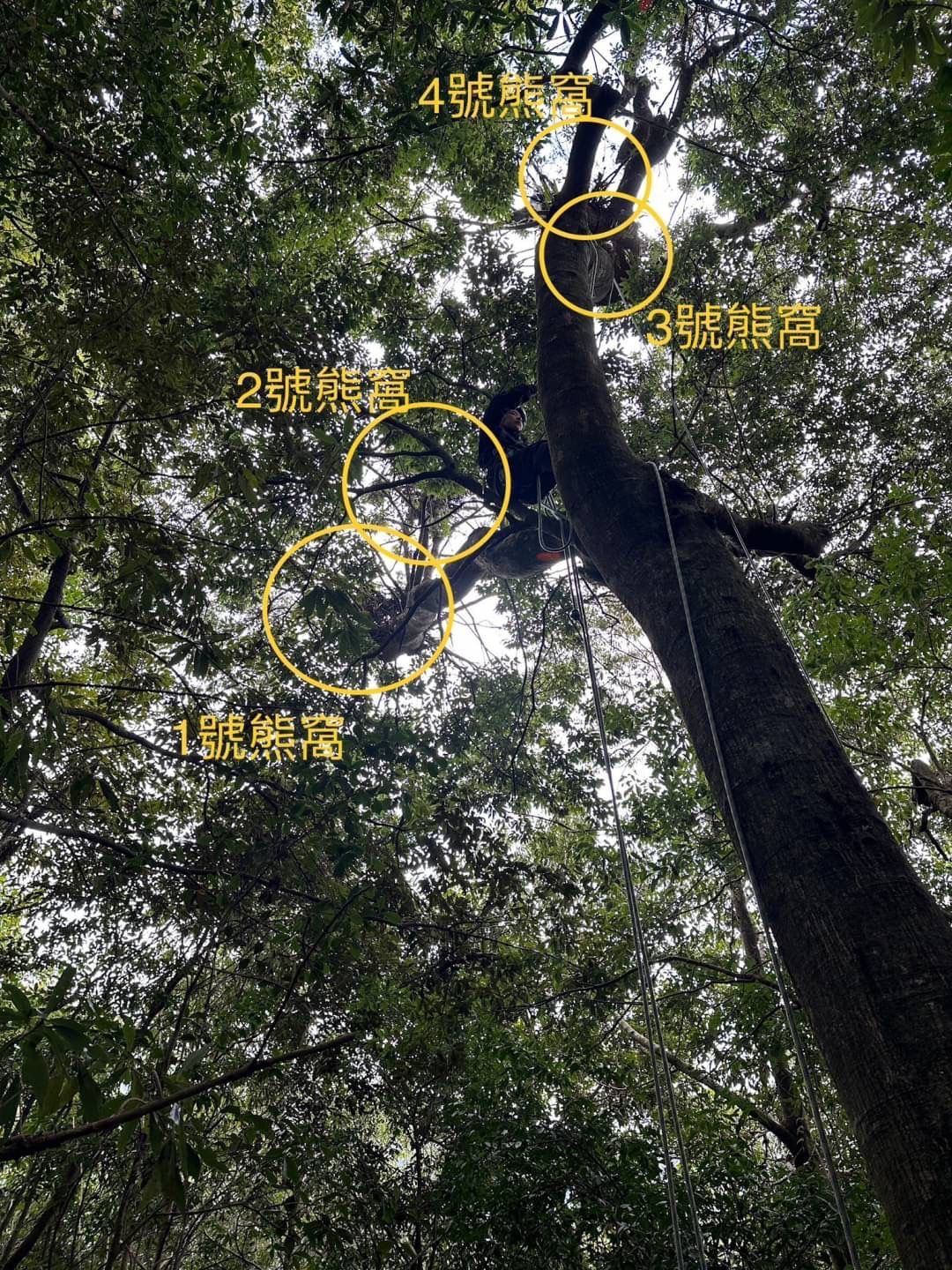▲台中大雪山地區發現4個台灣黑熊熊窩。（圖／林業及自然保育署台中分署）