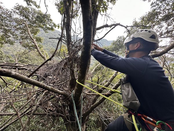 ▲台中大雪山地區發現4個台灣黑熊熊窩。（圖／林業及自然保育署台中分署）