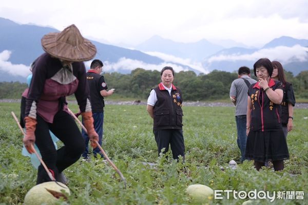 ▲▼受低溫影響，導致西瓜授粉後收花不完整，果臍處出現膨大或微小裂痕，快速膨大期時發生裂果。（圖／花蓮縣政府提供，下同）