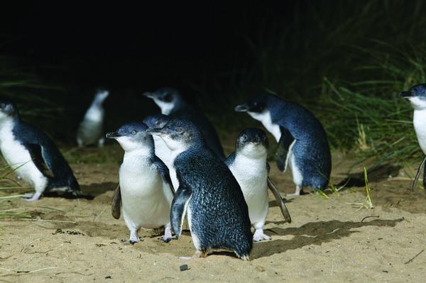 ▲▼紐西蘭奧塔哥半島 小藍企鵝。（圖／Tourism New Zealand`s Visual Library提供）