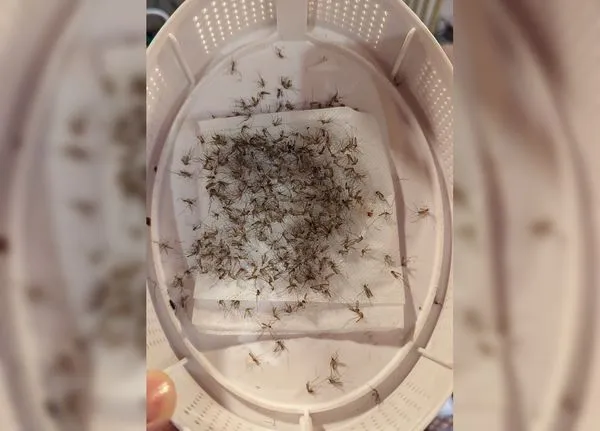 網友分享「倉庫蚊蟲滅絕計畫」成果照片。（圖／翻攝自Facebook／爆廢公社）