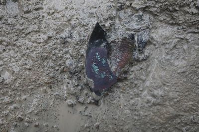 韓國考古史重大發現！　慶州新羅古墳挖出2千年前「中國青銅鏡」