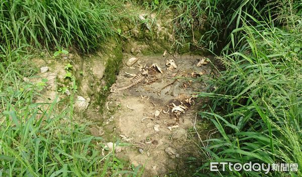 ▲台南地檢署洪欣昇檢察官，指揮廉政署南部地區調查組等廉警環人員，持搜索票前往嘉義 縣義竹鄉、彰化縣二林鎮國營大型養豬場等20處執行搜索，查獲不法事證。（圖／記者林東良翻攝，下同）