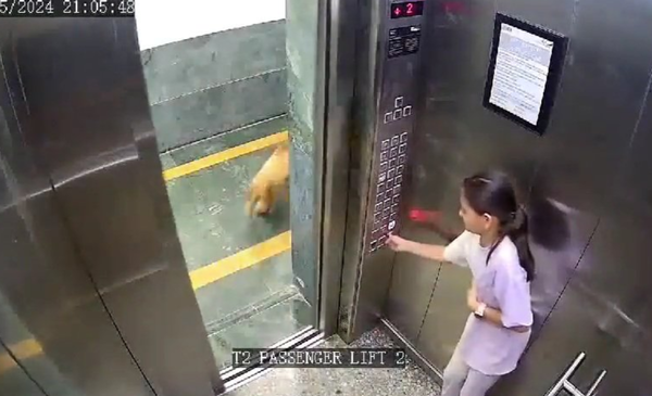 寵物犬闖進電梯突然抓狂　「撲到女童身上狂咬」攻擊畫面瘋傳。（圖／翻攝自X）