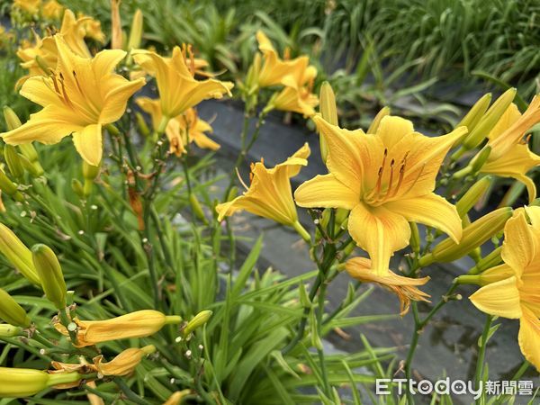 ▲園區內不同品種的萱草盛開近萬朶，舖成色彩繽紛的花海。（圖／記者王兆麟攝，下同）