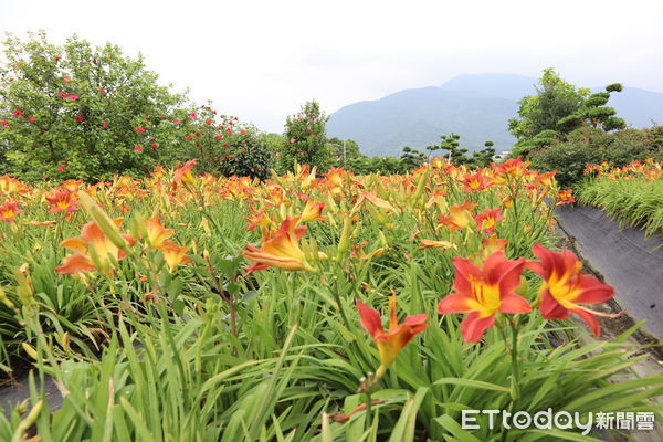 ▲園區內不同品種的萱草盛開近萬朶，舖成色彩繽紛的花海。（圖／記者王兆麟攝，下同）