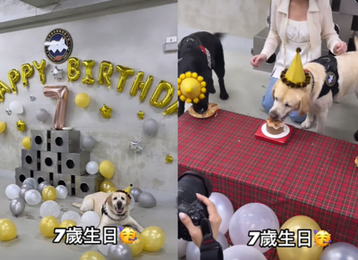警犬福星即將退休　7歲生日趴玩氣球「蛋糕大口吞」