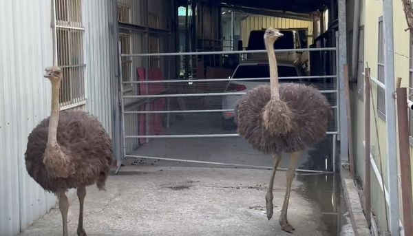 ▲鴕鳥主人找到了。（圖／記者唐詠絮翻攝）