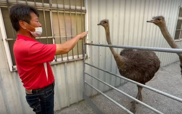 ▲鴕鳥主人找到了。（圖／記者唐詠絮翻攝）