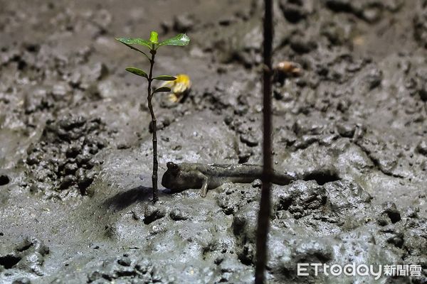 ▲扇鹽地景園區生態觀察步道上近距離觀察，即可看到各種招潮蟹們在大玩捉迷藏，加上活跳跳彈塗魚，是假日帶小朋友來觀賞生態驚呼可愛的好地方。（圖／記者林東良翻攝，下同）