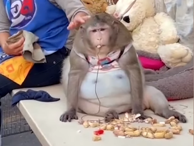 ▲▼泰國曼谷獼猴哥吉拉（Godzilla）號稱世界上最胖的猴子，6歲即短命死亡。（圖／翻攝自Facebook）
