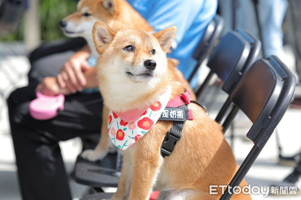 ▲基隆首座寵物公園在暖暖 謝國樑開箱毛孩開心瘋玩。（圖／記者郭世賢翻攝）