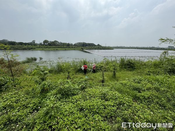 ▲▼嘉義公館滯洪池疑有鱷魚出沒。（圖／嘉義縣政府）