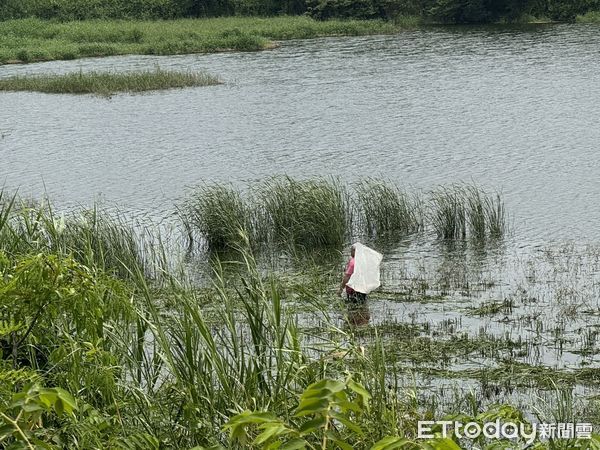 ▲▼嘉義公館滯洪池疑有鱷魚出沒。（圖／嘉義縣政府）