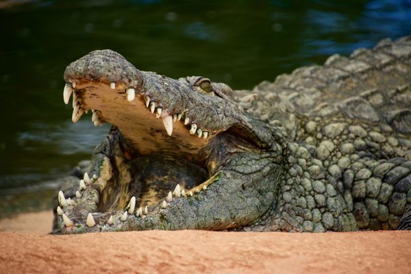 辛巴威傳出怪鱷專吃男漁民下體，鬧得當地村民人心惶惶。（示意圖，unsplash）