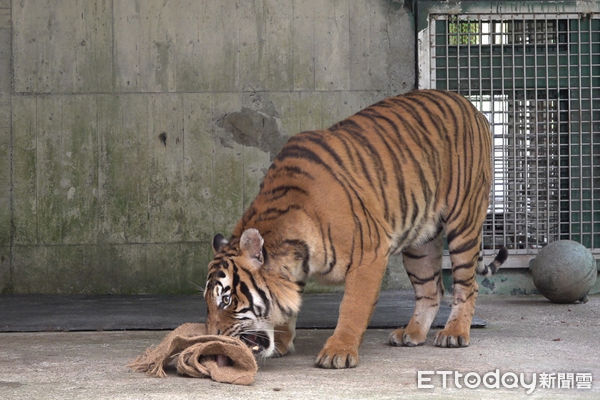 台北市立動物園馬來虎。（圖／台北市立動物園提供）