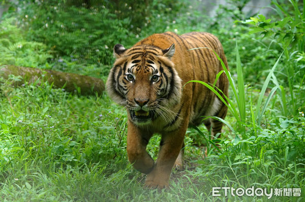 台北市立動物園馬來虎。（圖／台北市立動物園提供）