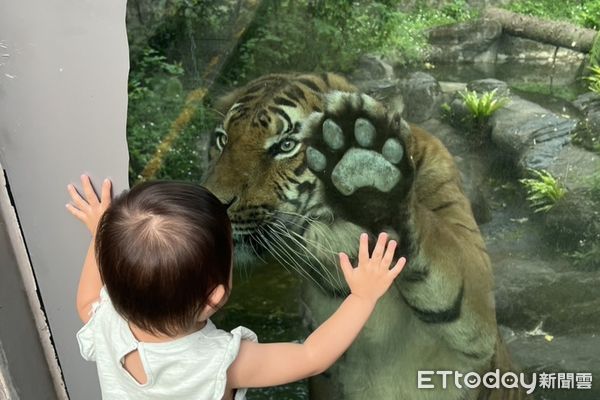 臺北市立動物園首次展出「馬來虎」　活潑Shima趴玻璃看小朋友
