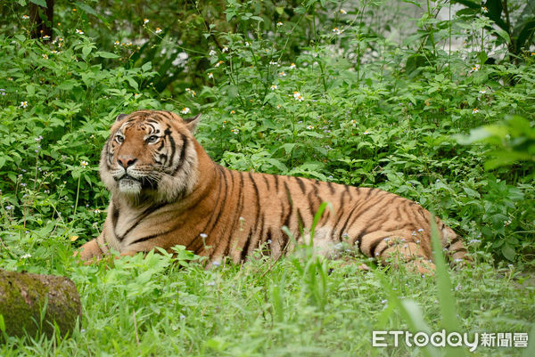 台北市立動物園馬來虎。（圖／台北市立動物園提供）