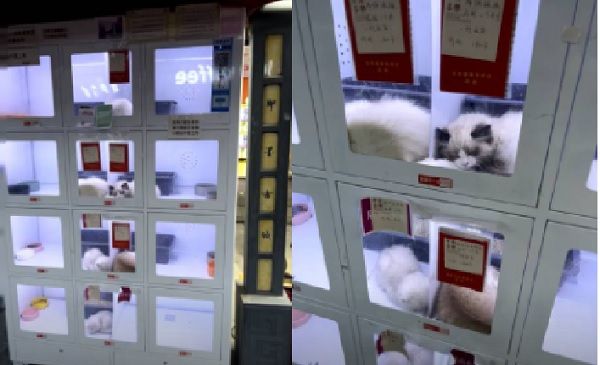 ▲▼陸出現「自助寵物販售機」　小貓被關病懨懨網友氣炸：死好幾隻了。（圖／翻攝自微博＠鴨勝婆）