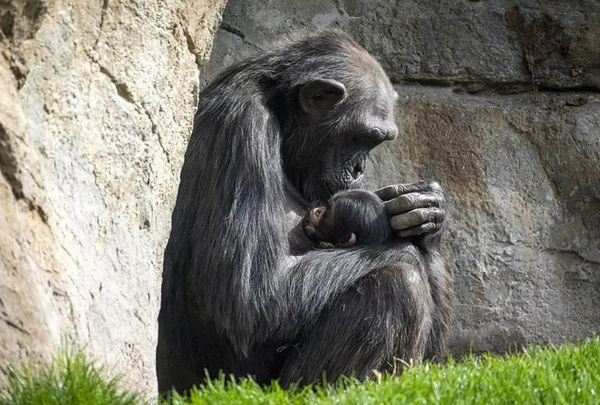 ▲▼西班牙動物園的黑猩猩娜塔莉亞，在喪子後每天抱著孩子的屍體。（圖／翻攝自X）