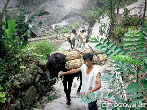 ▲▼ 湘茶,湖南茶葉,千兩茶,黑茶。（圖／記者蔡儀潔攝）