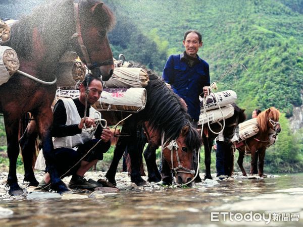 ▲▼ 湘茶,湖南茶葉,千兩茶,黑茶。（圖／記者蔡儀潔攝）