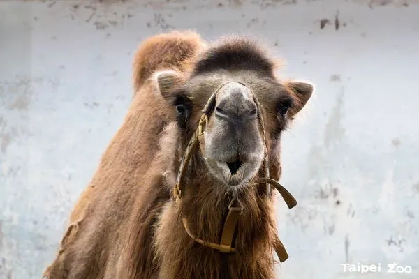 ▲▼動物園雙峰駱駝「煙雨」食慾降低、挑食　腎臟嚴重受損持續治療中。（圖／翻攝自台北市立動物園臉書）