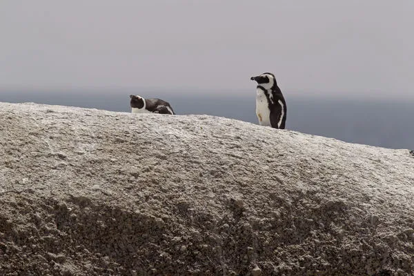 ▲▼南非開普敦附近的斑嘴環企鵝（African penguins，又名南非企鵝、非洲企鵝、黑腳企鵝）。（資料照／達志影像／美聯社）