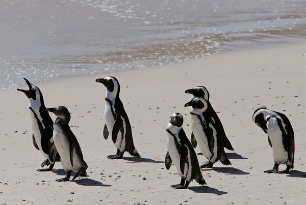 ▲▼南非開普敦附近海灘的斑嘴環企鵝（African penguins，又名南非企鵝、非洲企鵝、黑腳企鵝）。（資料照／達志影像／美聯社）